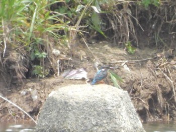 カワセミ 武庫川 2023年6月7日(水)