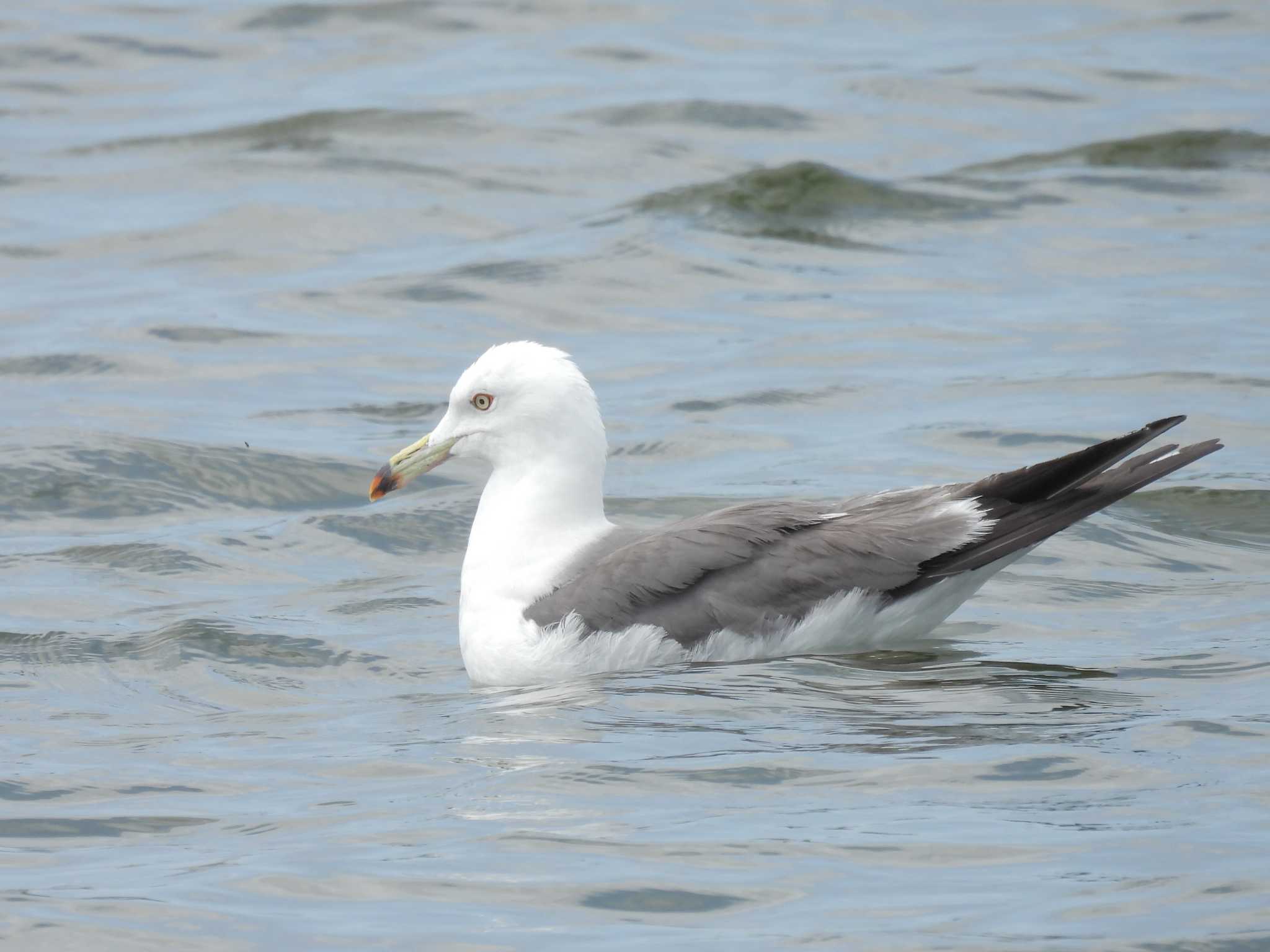 Black-tailed Gull