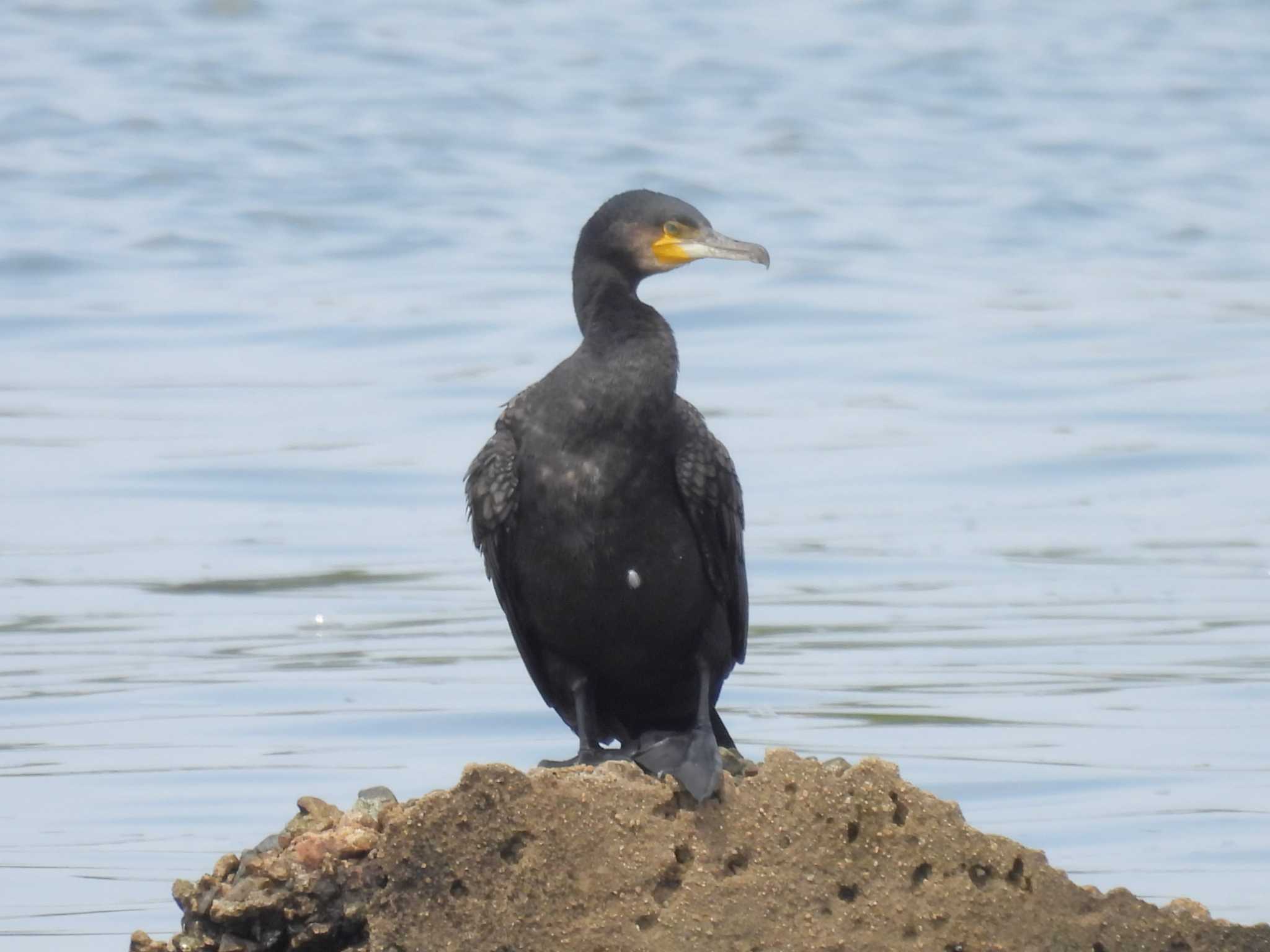 Great Cormorant