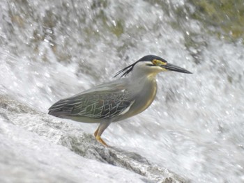 ササゴイ 武庫川 2023年6月7日(水)