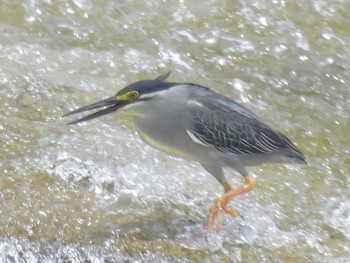 2023年6月7日(水) 武庫川の野鳥観察記録