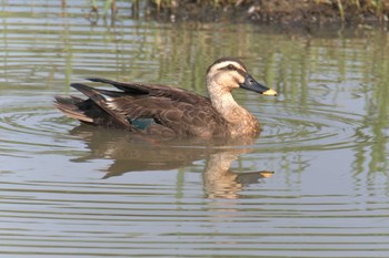 2018年7月16日(月) 滋賀県びわこ地球市民の森の野鳥観察記録