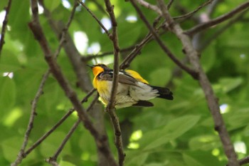 キビタキ 智光山公園 2023年4月29日(土)