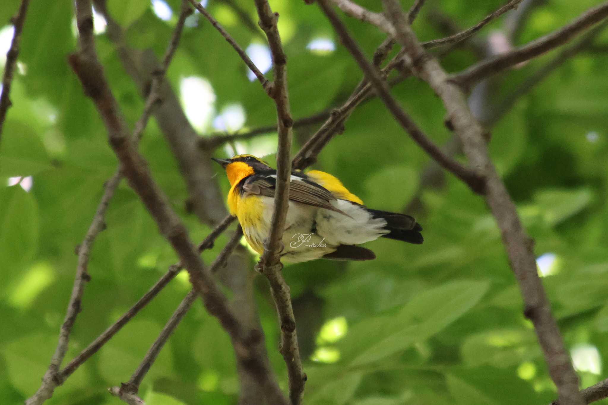 智光山公園 キビタキの写真