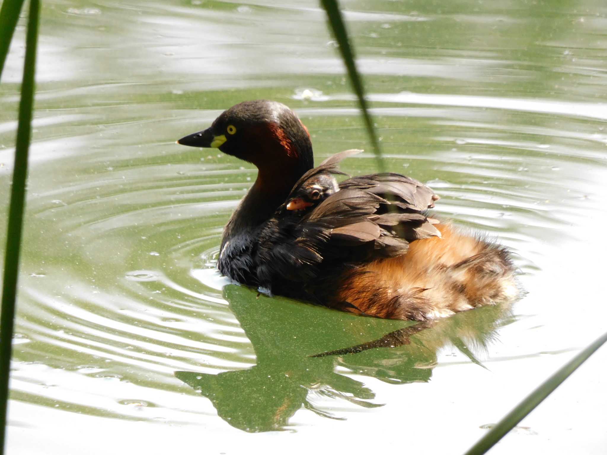 井の頭公園 カイツブリの写真