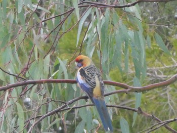 アカクサインコ Nuriootpa, SA, Australia 2023年5月27日(土)