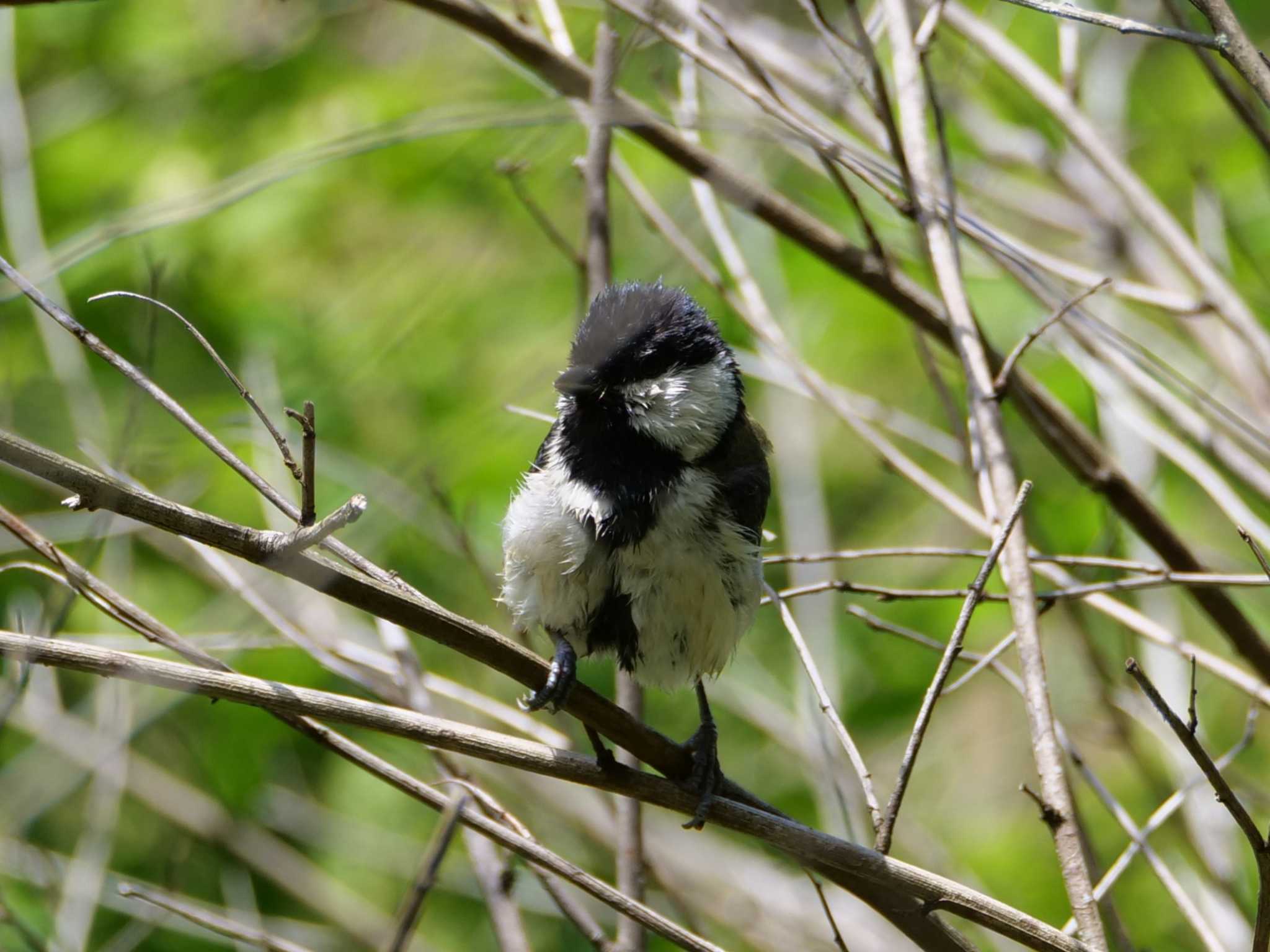 シジュウカラ幼鳥3態。　用水路に入ってました・・