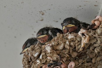 Barn Swallow Moritogawa Sun, 6/4/2023