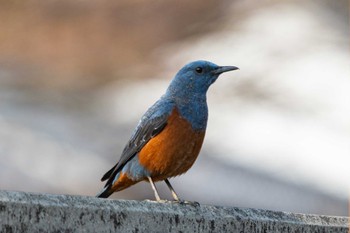 Blue Rock Thrush 伊勢市近郊 Fri, 3/10/2023