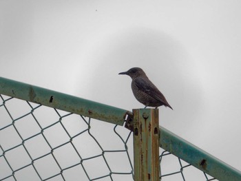 Blue Rock Thrush ベランダ Wed, 6/7/2023