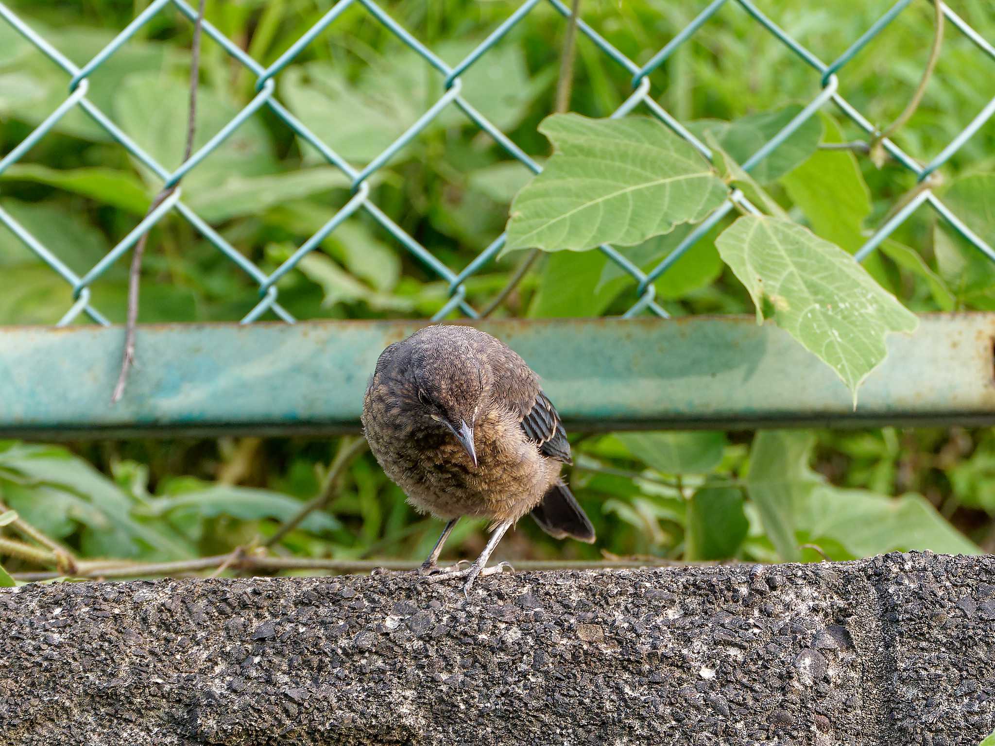 ベランダ イソヒヨドリの写真