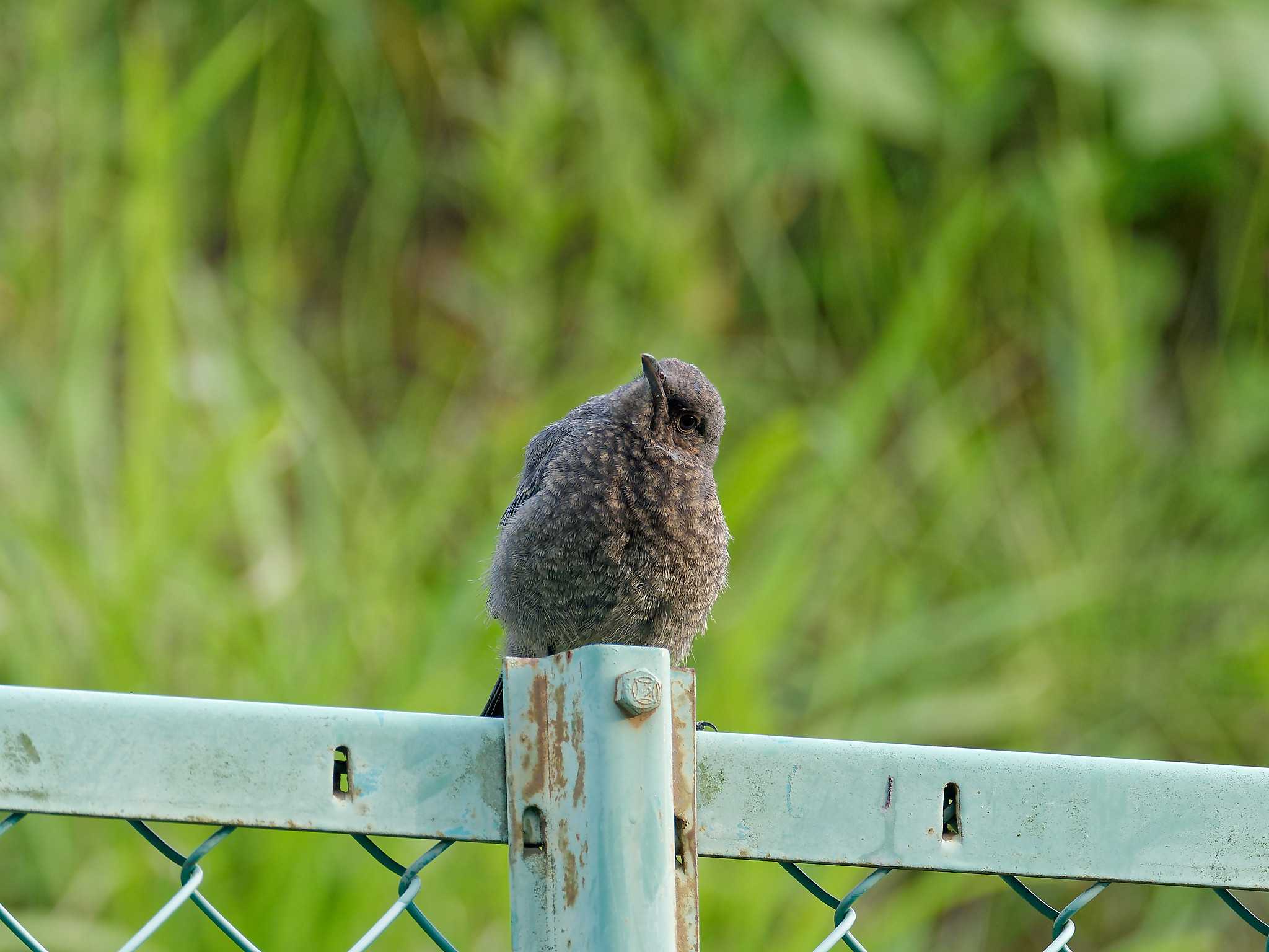 ベランダ イソヒヨドリの写真 by しおまつ