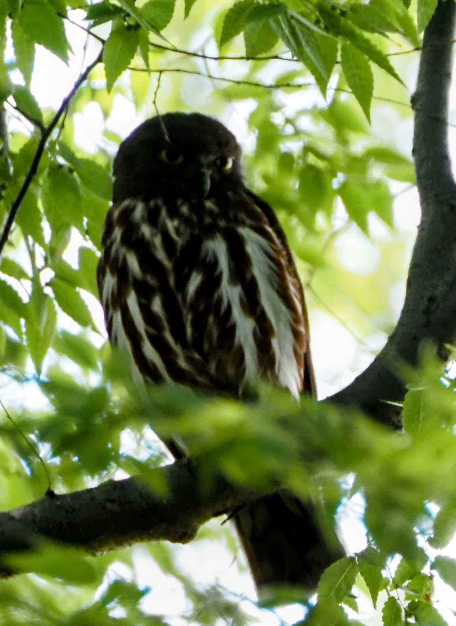 渡良瀬遊水地 アオバズクの写真