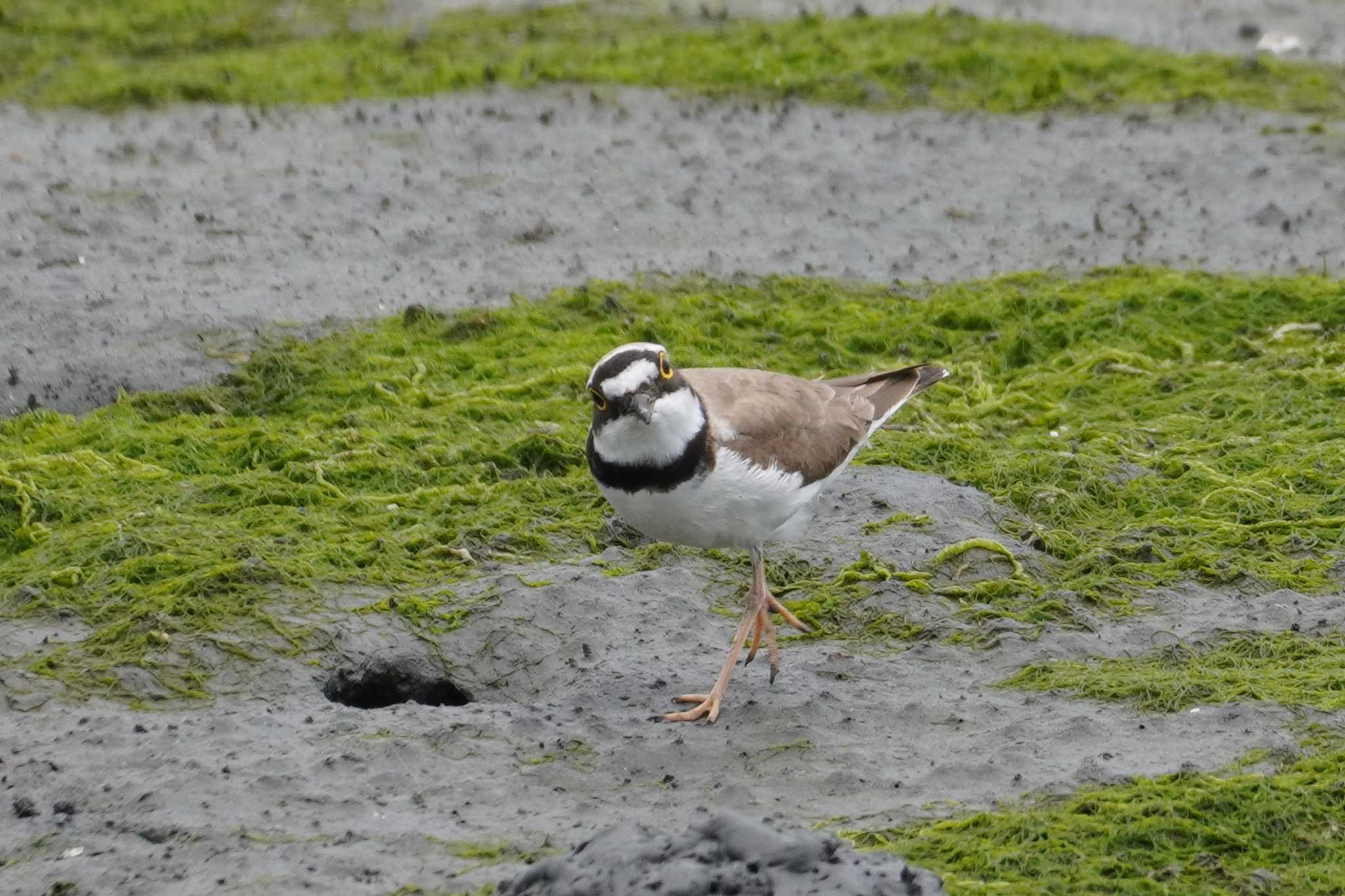 東京港野鳥公園 コチドリの写真