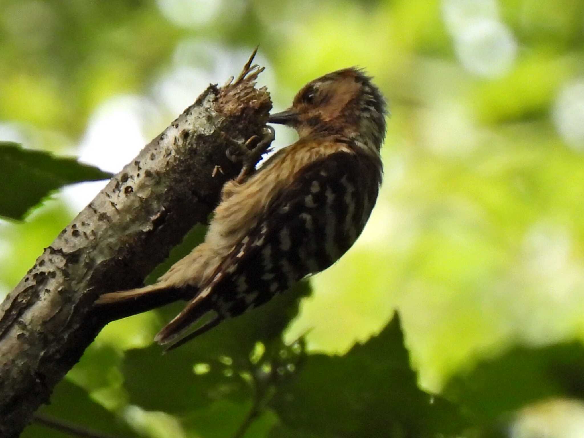 日本ラインうぬまの森 コゲラの写真