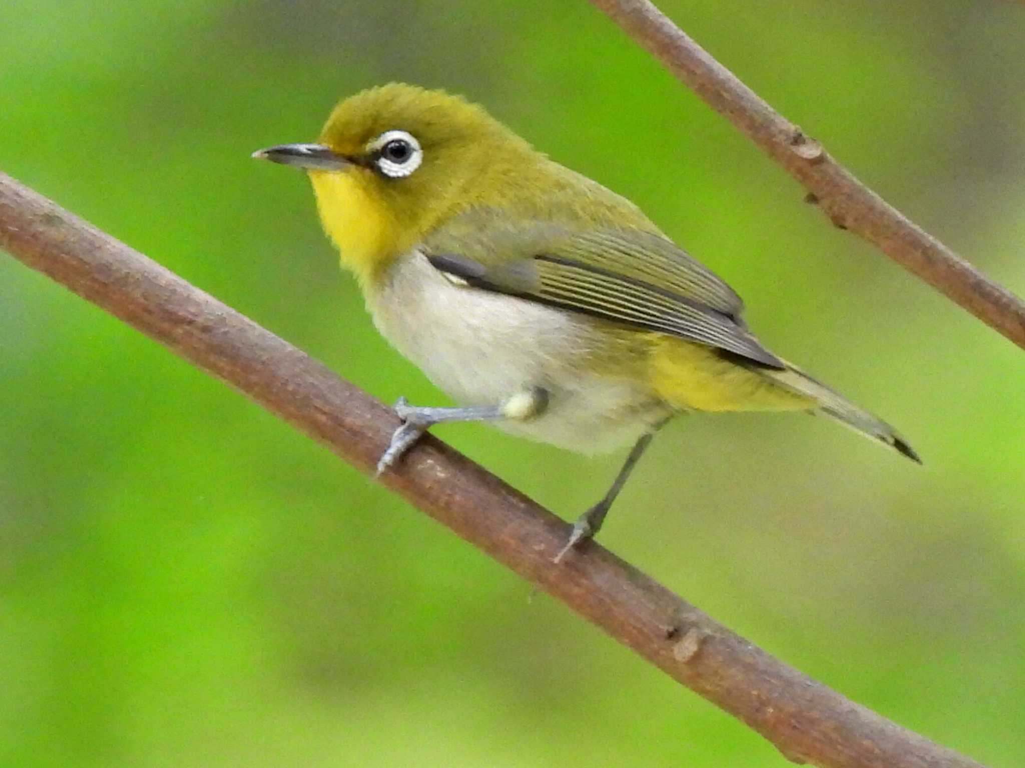 日本ラインうぬまの森 メジロの写真