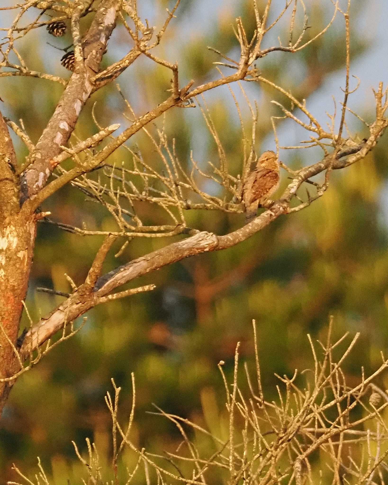 Eurasian Wryneck