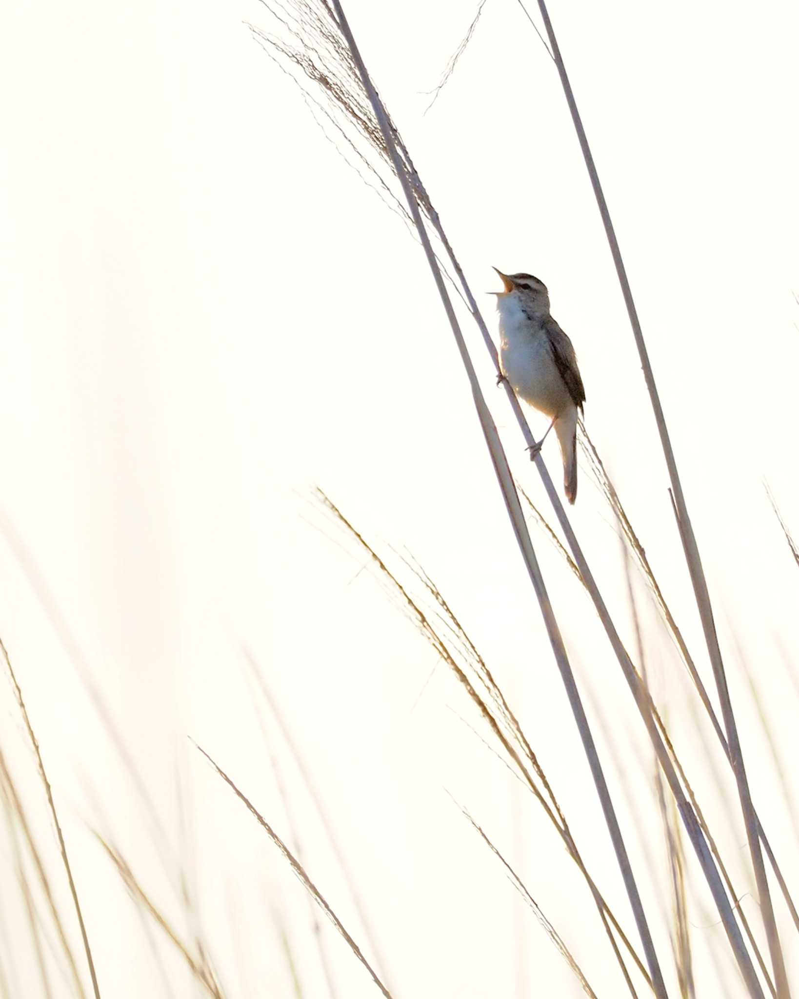 Black-browed Reed Warbler