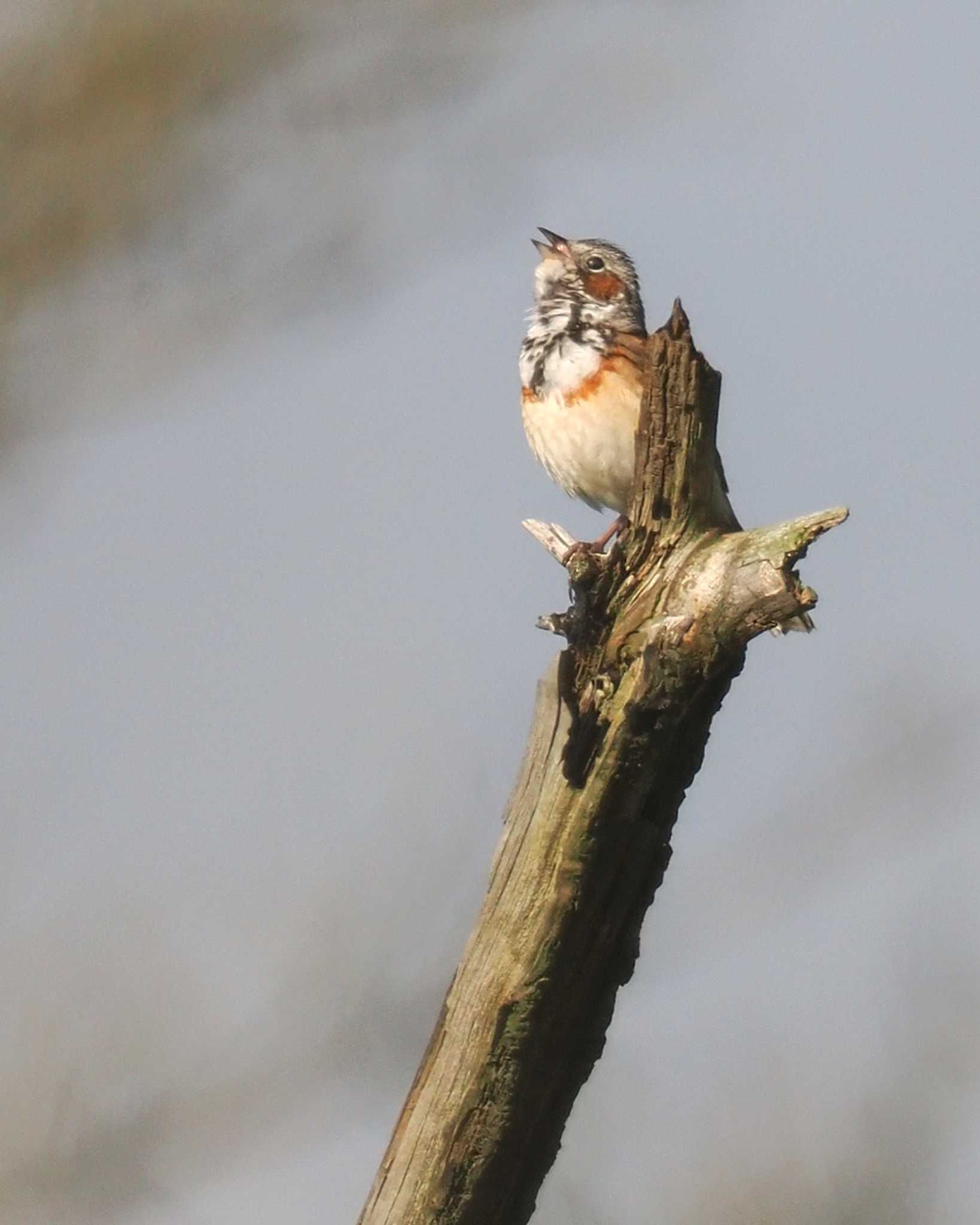 Chestnut-eared Bunting