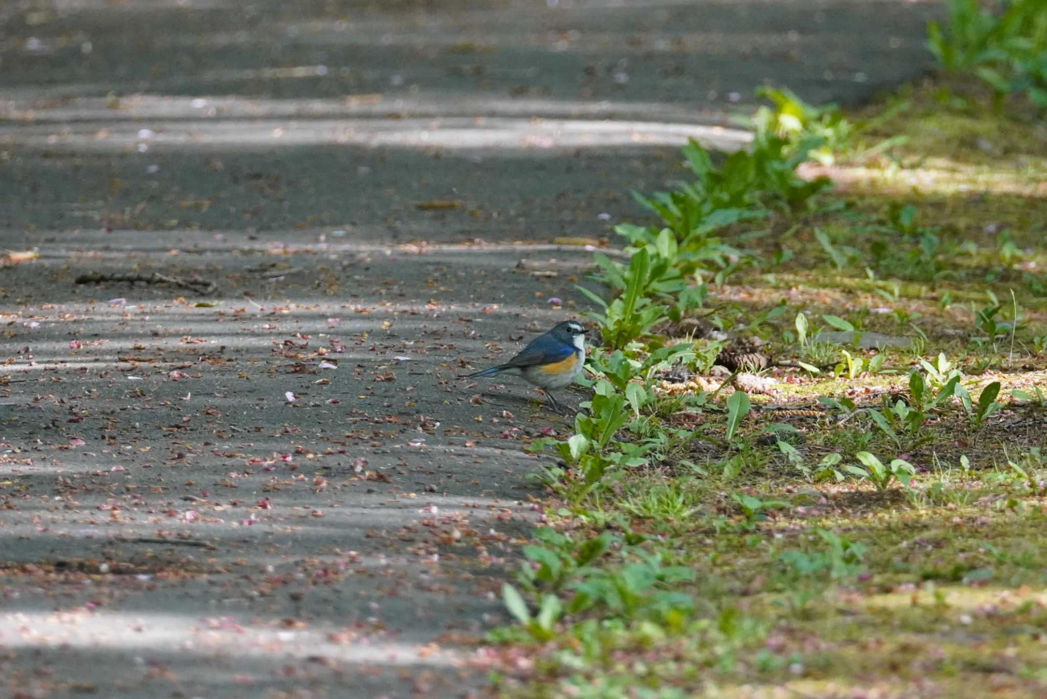 旭山記念公園 ルリビタキの写真