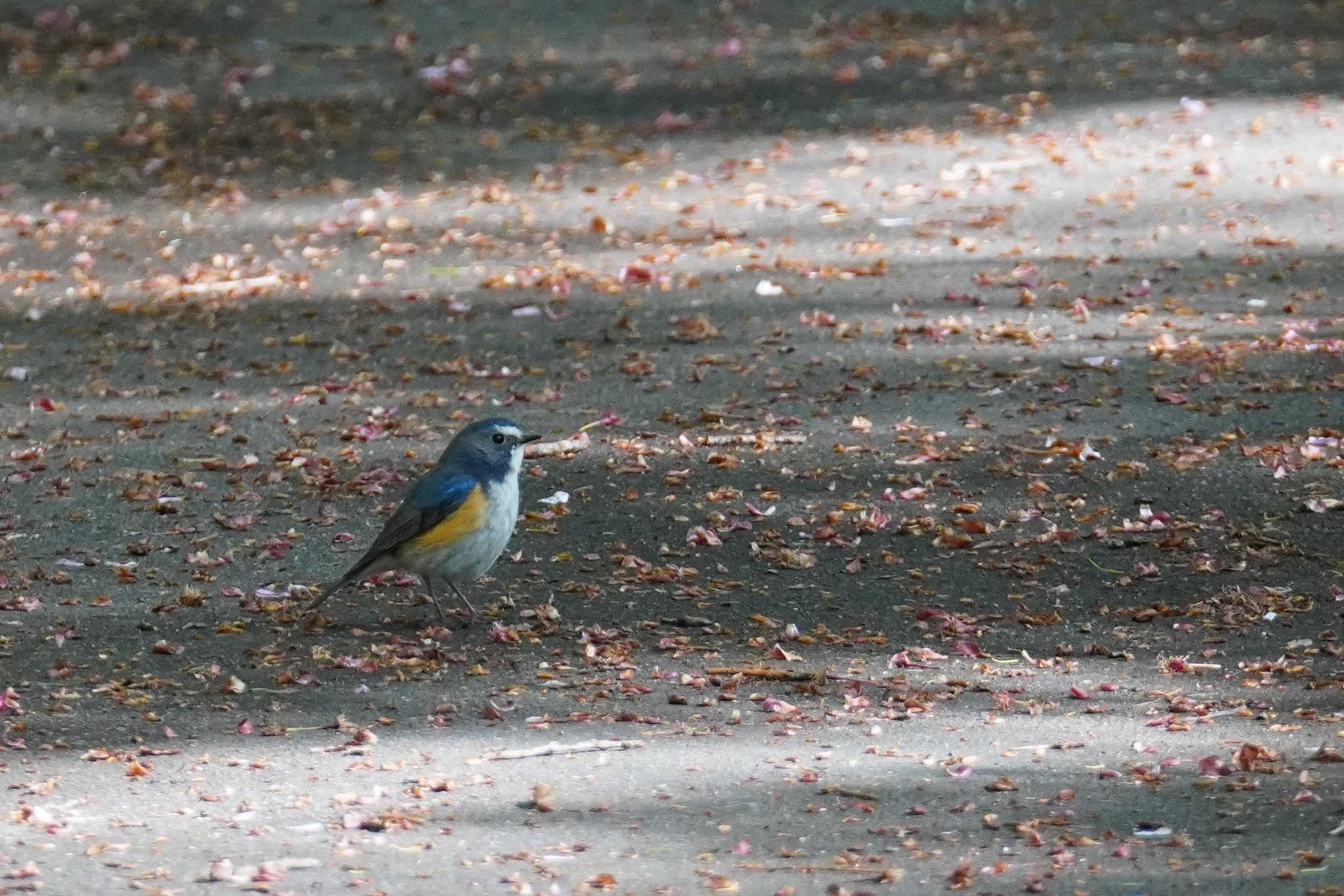 旭山記念公園 ルリビタキの写真