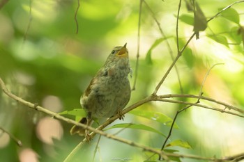 ウグイス 座間谷戸山公園 2023年6月1日(木)