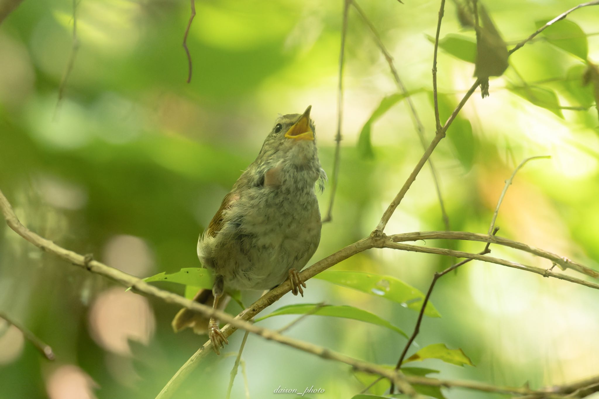 座間谷戸山公園 ウグイスの写真