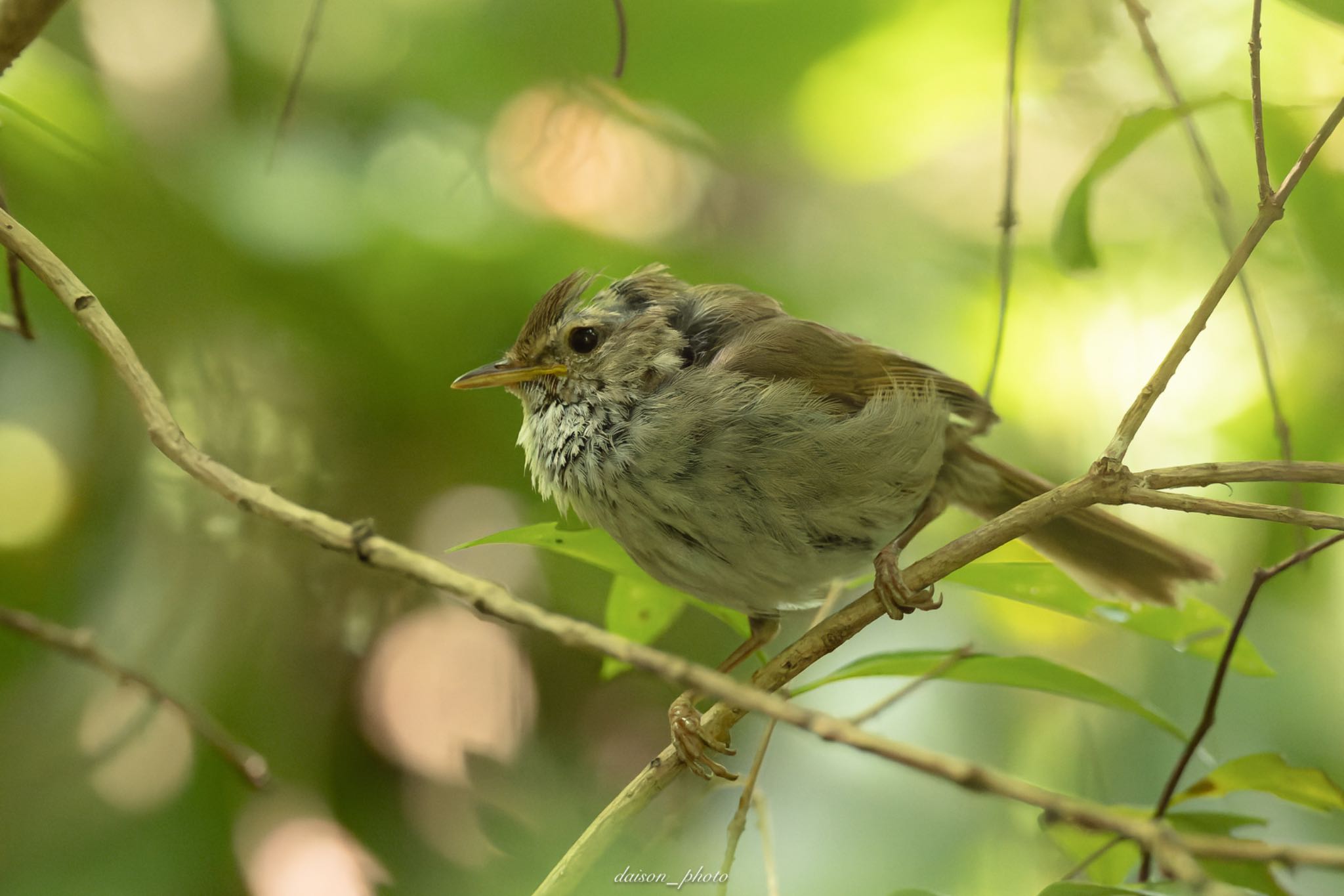 Photo of Japanese Bush Warbler at Yatoyama Park by Daison