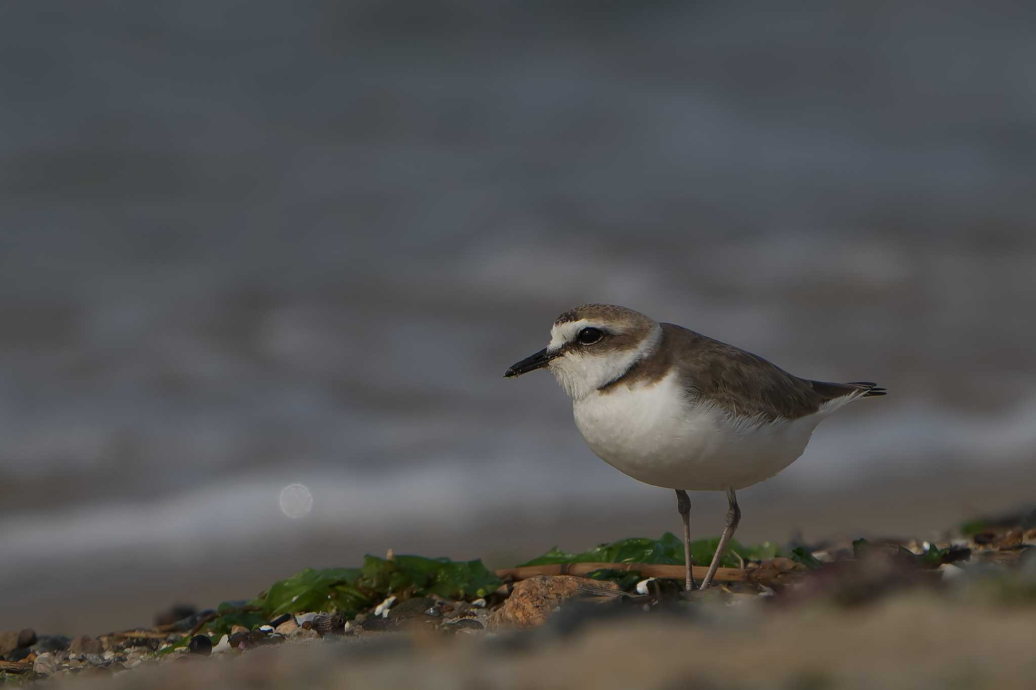 Kentish Plover