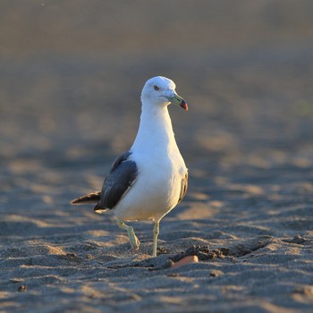 Black-tailed Gull 新潟県 Sun, 7/15/2018