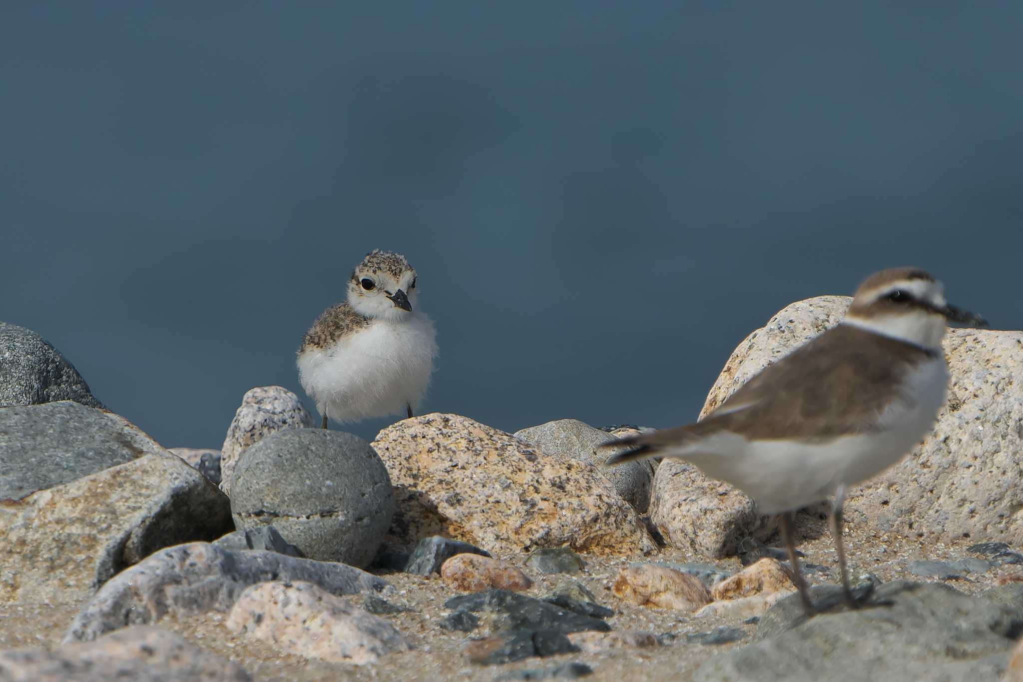 Kentish Plover