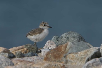 2023年5月27日(土) 神戸市垂水区の野鳥観察記録