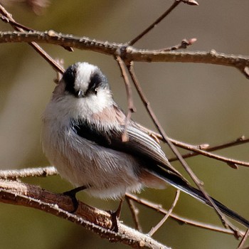 Long-tailed Tit 泉南市 Sat, 2/11/2023