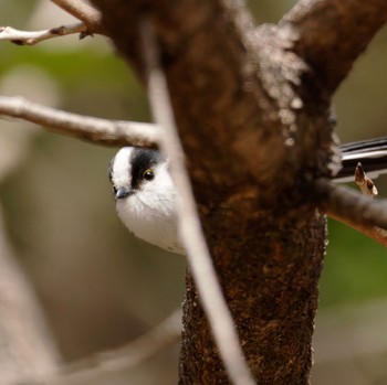 Long-tailed Tit 泉南市 Sat, 2/11/2023