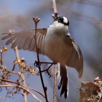 Long-tailed Tit 泉南市 Sat, 2/11/2023