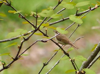 Sakhalin Leaf Warbler 奥日光 Mon, 6/5/2023