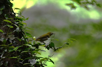 Warbling White-eye 埼玉県 嵐山渓谷 Sun, 5/28/2023