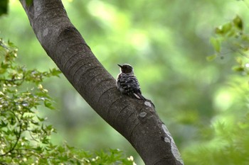 Japanese Pygmy Woodpecker 埼玉県 嵐山渓谷 Sun, 5/28/2023