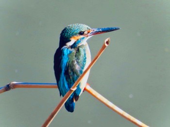 Common Kingfisher Isanuma Tue, 4/7/2020