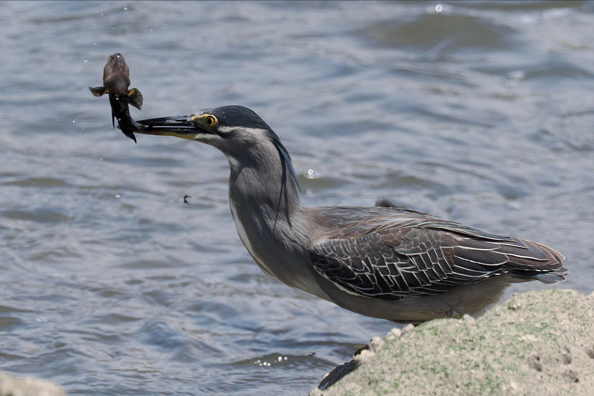 東京港野鳥公園 ササゴイの写真