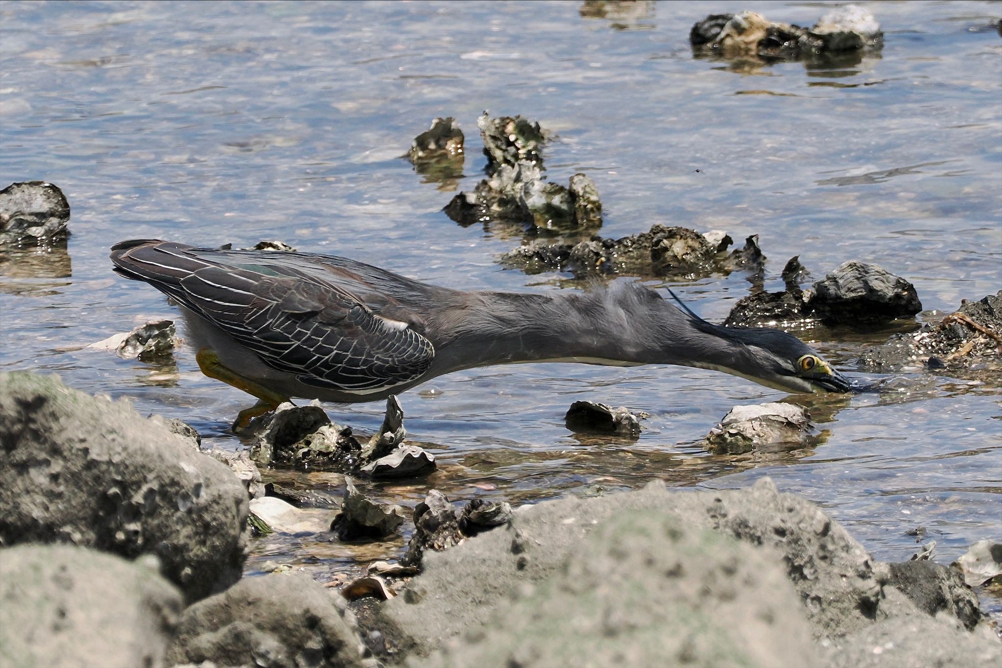 東京港野鳥公園 ササゴイの写真