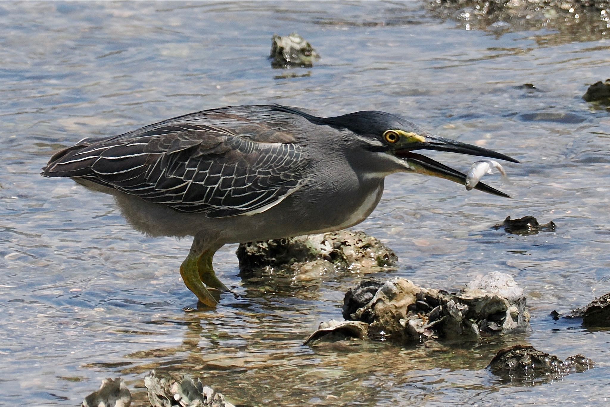 東京港野鳥公園 ササゴイの写真