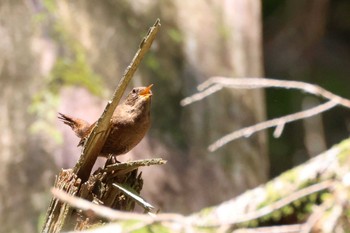 2023年6月3日(土) 段戸裏谷の野鳥観察記録