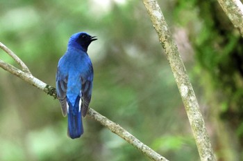 オオルリ 段戸裏谷 2023年6月3日(土)