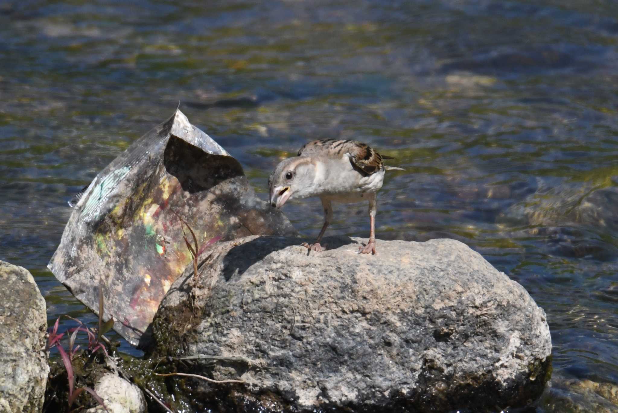 House Sparrow