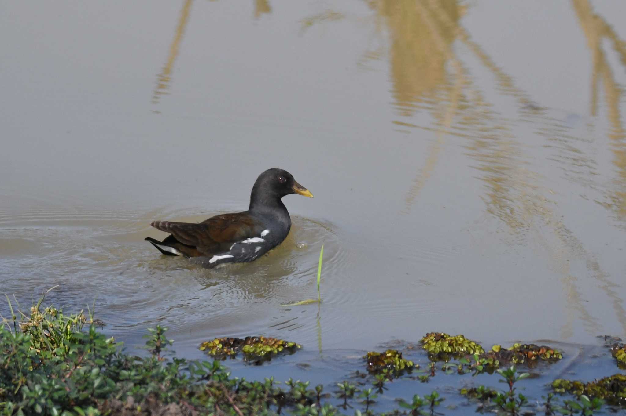 Common Moorhen