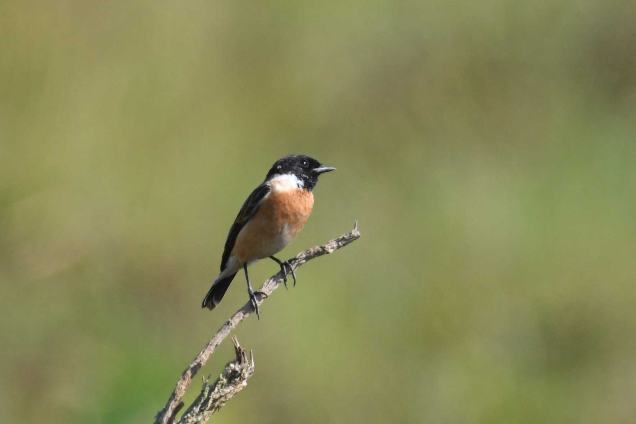 Photo of Amur Stonechat at Nong Bong Khai Non-hunting Area by あひる