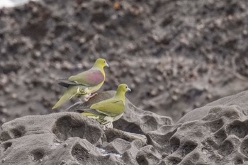 White-bellied Green Pigeon Terugasaki Beach Sun, 6/4/2023