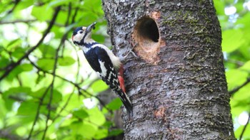 Great Spotted Woodpecker 市民の森不習岳(青森県八戸市) Mon, 6/5/2023