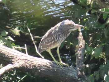 ゴイサギ 北総花の丘公園 2023年6月7日(水)